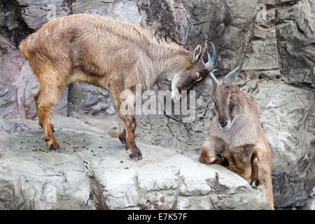 mountain goat, able to climb very high with hooves Stock Photo