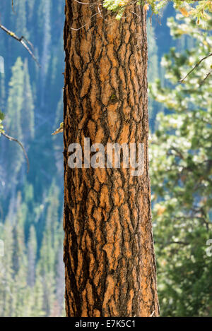 Ponderosa pine tree in Oregon's Wallowa Mountains. Stock Photo