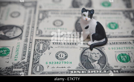 USA problems with cats and pets and cost of living Stock Photo