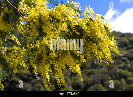 A Look at life in New Zealand: Acacia in bloom. Stock Photo