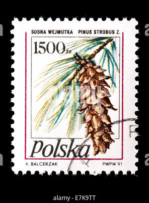 Postage stamp from Poland depicting the cone and needles of Eastern white pine (Pinus strobus), Stock Photo