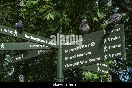 Pigeons on a sign post in central part of London Stock Photo