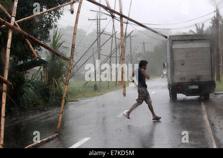 Ilocos Norte, Philippines. 20th Sep, 2014. A resident dodges a falling bamboo in Ilocos Norte Province, the Philippines, Sept. 20, 2014. Typhoo Fung-Wong, which was enhanced by southwest monsoon, left at least seven people dead in the northern parts of the Philippines, including Metro Manila, the state disaster management agency said Saturday. Credit:  Rouelle Umali/Xinhua/Alamy Live News Stock Photo