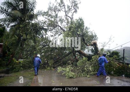 Ilocos Norte, Philippines. 20th Sep, 2014. Residents cut branches of a fallen tree in Ilocos Norte Province, the Philippines, Sept. 20, 2014. Typhoo Fung-Wong, which was enhanced by southwest monsoon, left at least seven people dead in the northern parts of the Philippines, including Metro Manila, the state disaster management agency said Saturday. Credit:  Rouelle Umali/Xinhua/Alamy Live News Stock Photo