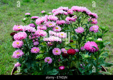 sunlit fine asters in the flowerbed on green background Stock Photo