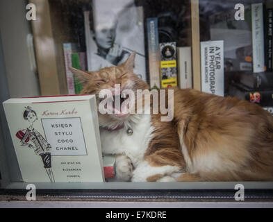 cat sitting in shop window of bookstore in Warsaw, Poland Stock Photo