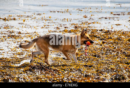 german shepherd dog playing in the kelp on a beach Stock Photo