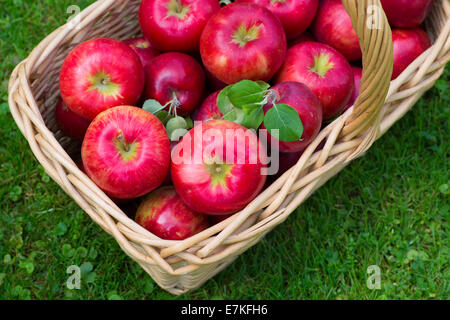 Wicker basket full of red ripe Honeycrisp apples. Stock Photo