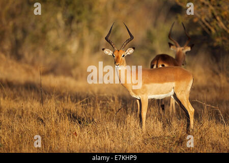 A male impala antelope (Aepyceros melampus) in natural habitat, South Africa Stock Photo