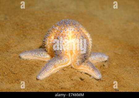 Red starfish (Asterias rubens) Stock Photo