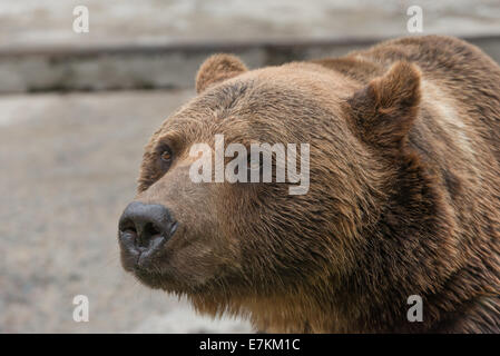 A brown bear closed in a cage in the zoo Stock Photo