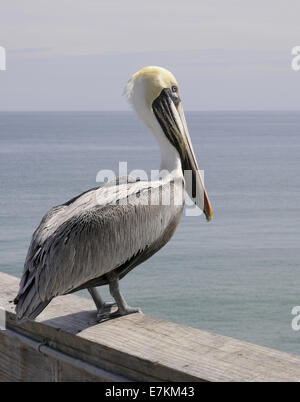 Pelican standing on a pier railing overlooking the Atlantic Ocean at Cocoa Beach, Florida USA Stock Photo