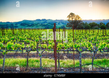 Sunset over vineyards in California's wine country. Sonoma county, California