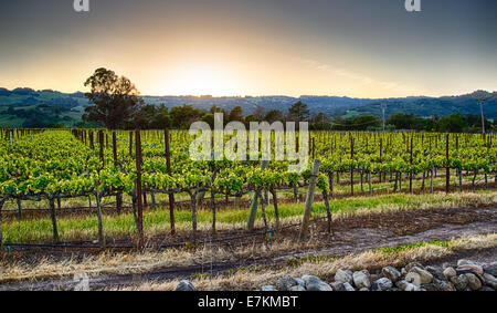 Sunset over vineyards in California's wine country. Sonoma county, California