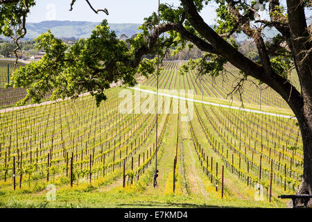 A rope swing hangs from a tree over looking the vinyards below. Sonoma County, California. Stock Photo