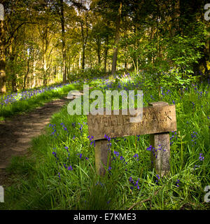 The Wellie Walk in Spring Wood, Whalley, Lancashire. Stock Photo