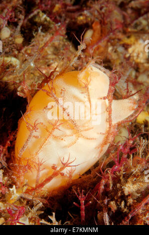 Skeleton shrimp or ghost shrimps (Caprella linearis) White sea, Karelia, Arctic, Russian Federation Stock Photo