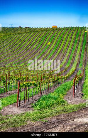 Rolling hills covered with row upon row of grape vines in the cultivated vineyards of California wine country. Stock Photo