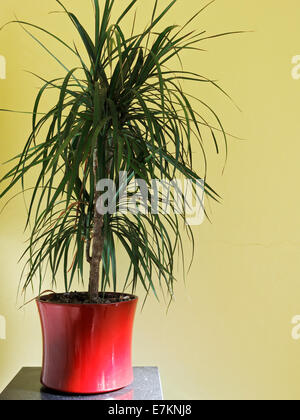 A Madagascar dragon tree in a red pot. Stock Photo