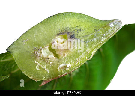 Opened gall of the Gall wasp Dryocosmus kuriphilus showing young larvae, Gall wesp family (Cynipidae) Stock Photo