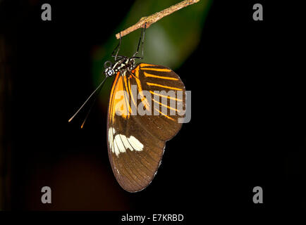Sleeping tropical butterfly Heliconius erato, Nymphalidae family, Tambopata National Reserve, Madre de Dios, Peru Stock Photo