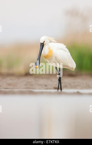 Eurasian Spoonbill (Platalea leucorodia) wading in a shallow marsh Stock Photo