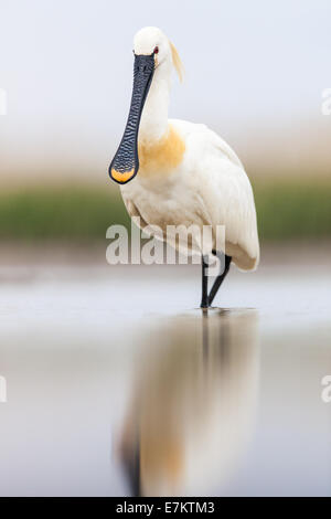 Eurasian Spoonbill (Platalea leucorodia) wading in a shallow marsh Stock Photo