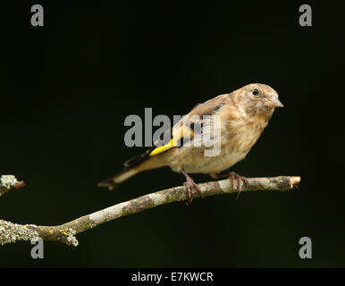 Portrait of a female Goldfinch Stock Photo