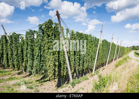 Growing hops in a hop garden in Bavaria Stock Photo