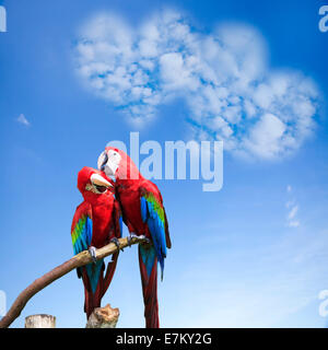The potrait of Blue & Gold Macaw for adv or others purpose use Stock Photo