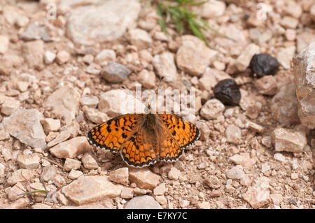 A Knapweed Fritillary photographed resting on rock in Jordan Stock Photo