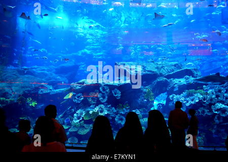 Emirati women standing in front of the aquarium in the Dubai Mall, Dubai, United Arab Emirates Stock Photo