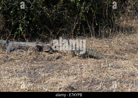 From Victoria Falls is possible to visit the nearby Botswana. Specifically Chobe National Park.  Water Monitor Lizard on the Cho Stock Photo