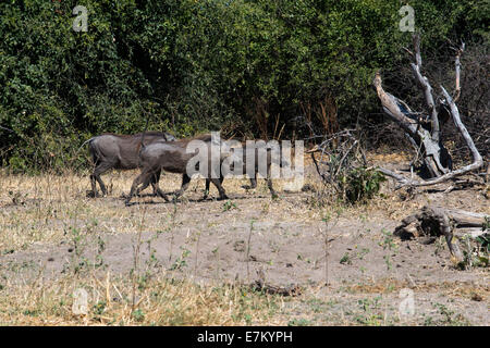 From Victoria Falls is possible to visit the nearby Botswana. Specifically Chobe National Park.  A warthog crossing the road nea Stock Photo
