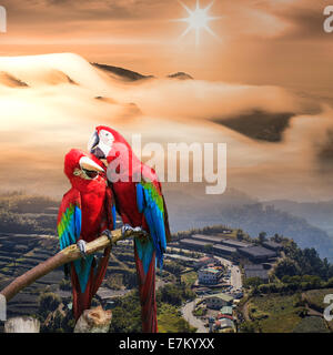 The potrait of Blue & Gold Macaw for adv or others purpose use Stock Photo