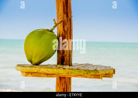 coconut on a table hut sea in background livingston guatemala Stock Photo