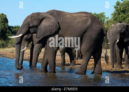 At Chobe you can get so close to elephants that you can hear the deep rumblings as they communicate with each other. With the es Stock Photo