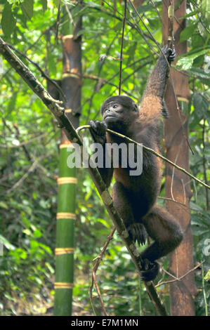 Wooly Monkey in the Amazonia of Ecuador Stock Photo