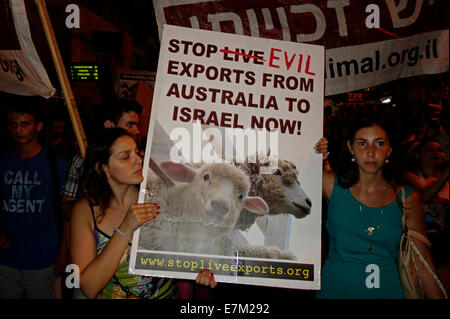 A demonstrator holds a placard which reads 'Stop Evil Exports from Australia to Israel' during a demonstration for animal rights in Tel Aviv Israel on 20 September 2014. Protesters hold up signs decrying transports of livestock to Israel for slaughter and experimentation on animals. Stock Photo