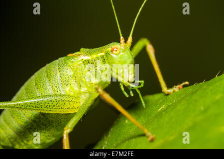 Female Speckled Bush-cricket (Leptophyes punctatissima), Aldreth, Cambridgeshire Stock Photo