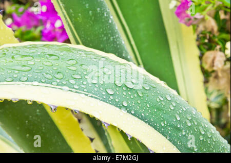 Fresh rain drops on a cactus plant Stock Photo