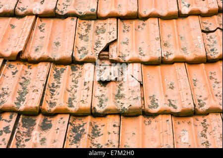 Broken terracotta tile on a roof Stock Photo