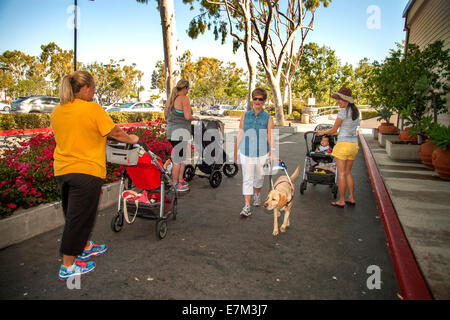 A blind woman and her yellow Labrador retriever guide dog  meets young mothers with strollers while walking in a shopping mall in suburban Irvine, CA. Note special harness on dog. Stock Photo