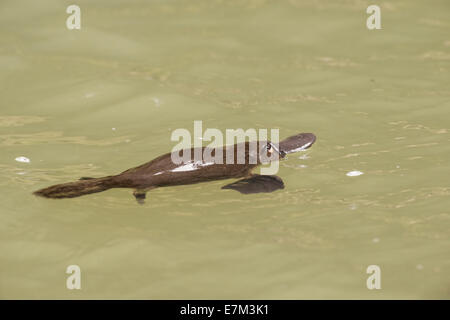 Stock photo of a platypus floating in a pool in a creek on the Atherton Tablelands, Queensland, Australia Stock Photo