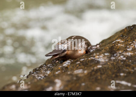 Stock photo of a duck-billed platypus climbing out of the water onto a rock, Atherton Tablelands, Queensland, Australia Stock Photo