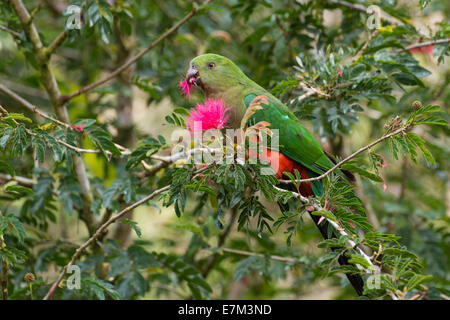 Australian king parrot, Atherton Tablelands, Australia. Stock Photo
