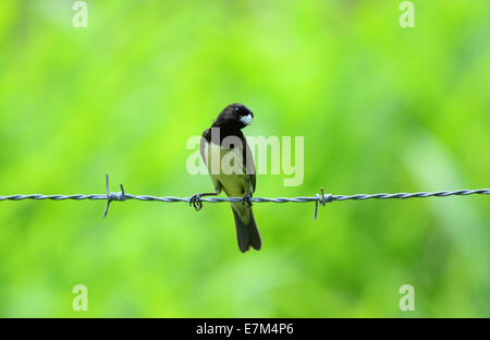 Papa capim hi-res stock photography and images - Alamy