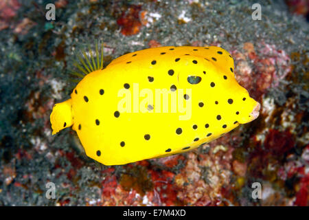 juvenile yellow boxfish, Ostracion cubicus, showing the bright yellow phase. Tulamben, Bali, Indonesia. Bali Sea, Indian Ocean Stock Photo