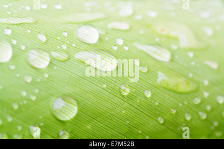 Macro shot of rain drops on a leaf Stock Photo