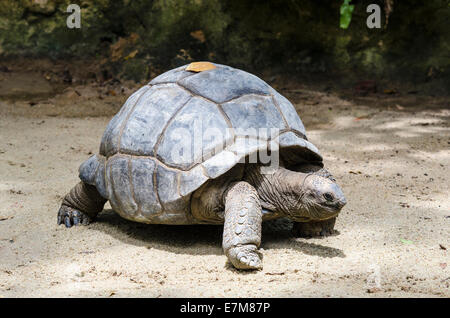Aldabra Giant Tortoise 切手　4 シート　全て異なる4種類 Aldabra Tortoises | Aldabra Tortoises For Sale | The Turtle